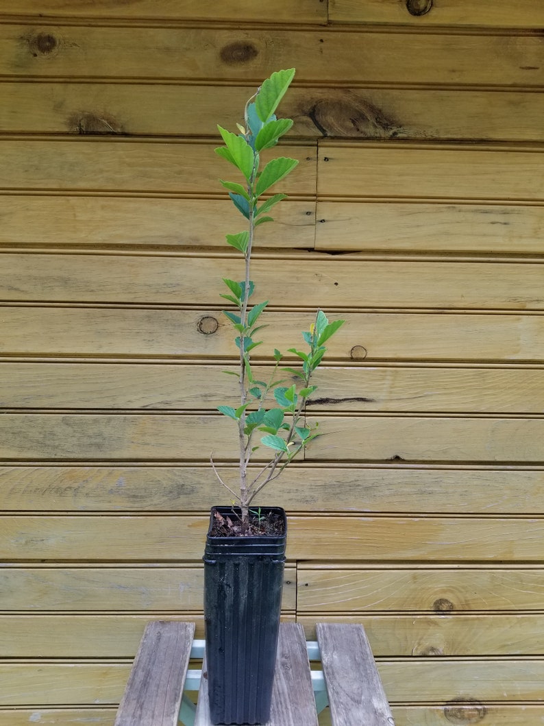 Witch Hazel Trees - 12-18" Bare Root Seedlings - Hamamelis virginiana for Ornamental Garden and Wildlife Habitat