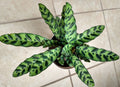 Calathea Lancifolia Small Rooted Plant – Easy Care Indoor Houseplant, Rattlesnake Calathea, Exotic Foliage Plant