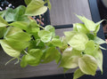 Philodendron Lemon Lime Cutting | Trailing Indoor Plant | Easy Care Houseplant | Philodendron 'Lemon Lime'