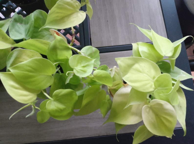 Philodendron Lemon Lime Cutting | Trailing Indoor Plant | Easy Care Houseplant | Philodendron 'Lemon Lime'