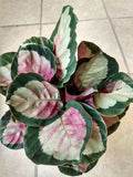 Calathea Dottie Plant - Small Rooted Houseplant with Free Cutting - Calathea Roseopicta Indoor Foliage