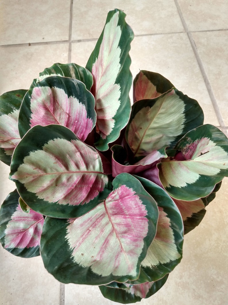 Calathea Dottie Plant - Small Rooted Houseplant with Free Cutting - Calathea Roseopicta Indoor Foliage