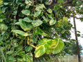 Giant Hawaiian Pothos Cutting - Rooted 1-Node Epipremnum aureum Houseplant with Free Bonus Cutting