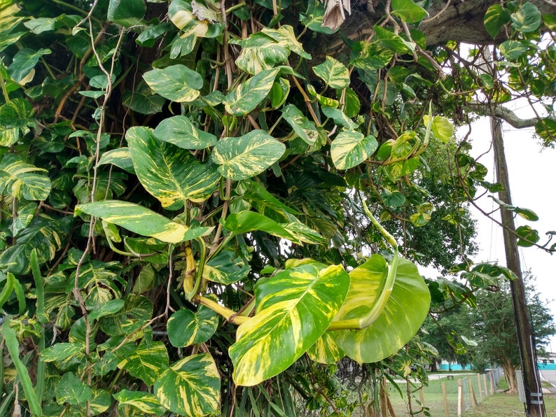 Giant Hawaiian Pothos Cutting - Rooted 1-Node Epipremnum aureum Houseplant with Free Bonus Cutting