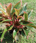 Aglaonema Siam Aurora Houseplant - Small Rooted Plant with Free Cutting - Firecracker Aglaonema - Low Maintenance Indoor Plant