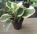 Peperomia Obtusifolia Houseplant | Small Rooted Plant with Free Cutting | Easy Care Indoor Garden Plant