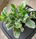 Rooted N' JOY Pothos Cutting - Epipremnum aureum Indoor Houseplant, Easy Care, Variegated Trailing Vine