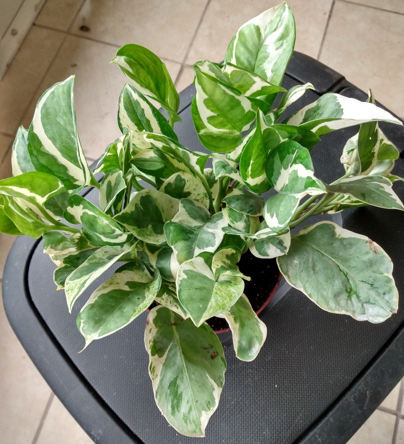 Rooted N' JOY Pothos Cutting - Epipremnum aureum Indoor Houseplant, Easy Care, Variegated Trailing Vine
