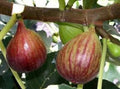 Celeste Fig Tree 6-Inch Potted Plant Ficus carica 'Celeste' for Zones 7-11, Edible Figs, Full Sun, Fast Growing