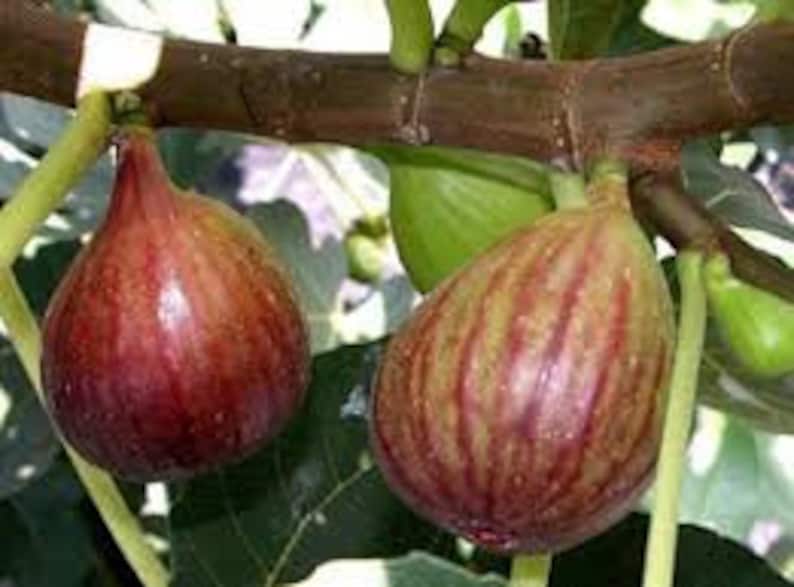 Celeste Fig Tree 6-Inch Potted Plant Ficus carica 'Celeste' for Zones 7-11, Edible Figs, Full Sun, Fast Growing