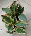 Peperomia Plant - Small Variegated Red Edge Peperomia - Peperomia clusifolia Jellie - Rooted Indoor Houseplant