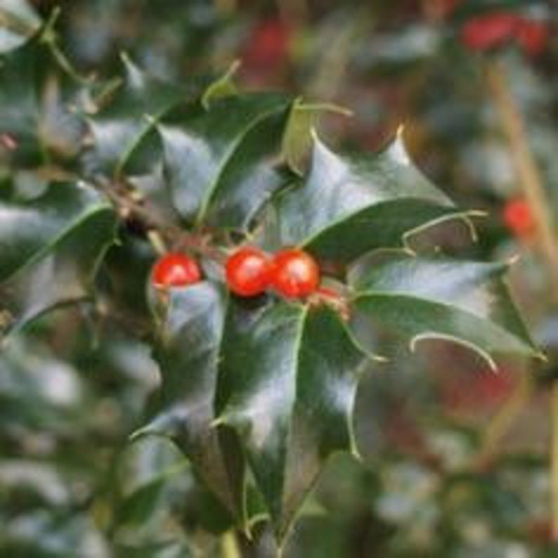 Dragon Lady Holly Quart Pot - Female Evergreen Ilex x attenuata 'Dragon Lady' - USDA Zones 6-9