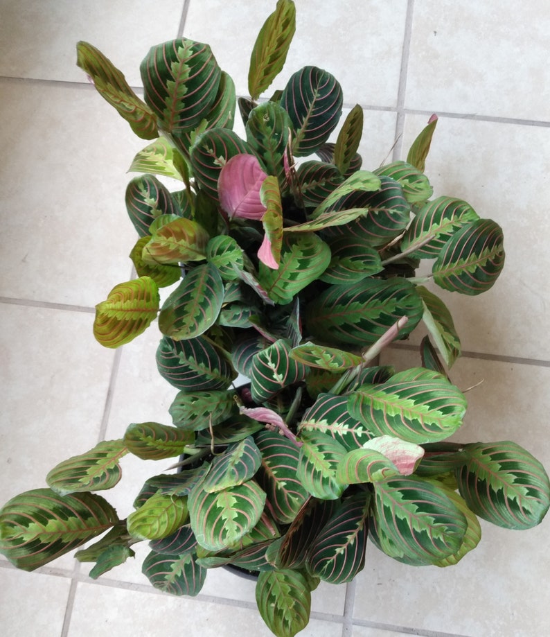 Maranta Leuconeura Red Prayer Plant - Small Rooted Indoor Houseplant with Free Cutting, Easy Care, Low Light