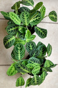 Prayer Plant Marisela Small Rooted Indoor Houseplant with Free Cutting - Maranta leuconeura