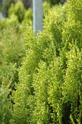 Breckmans Gold Arborvitae Plant - 4-6 Inch Container, Light Greenish-Yellow Foliage, Thuja occidentalis