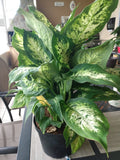 Dieffenbachia Dumb Cane Exotica Houseplant - Small Rooted Plant + Free Cutting, Easy Care Tropical Indoor Plant