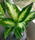 Dieffenbachia Camille Indoor Plant - Small Rooted Plant with Free Cutting - Low Maintenance Houseplant - Dieffenbachia spp.