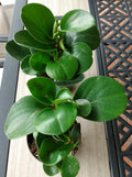 Peperomia Green Plant - 1 Rooted Small Houseplant with Free Cutting - Peperomia obtusifolia - Easy Care Indoor Garden