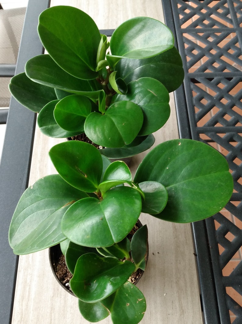 Peperomia Green Plant - 1 Rooted Small Houseplant with Free Cutting - Peperomia obtusifolia - Easy Care Indoor Garden