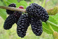 Dwarf Everbearing Mulberry Tree 10" Plant Morus nigra Compact Self-Pollinating Hardy Small Space Garden