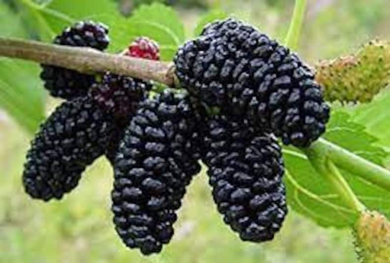 Dwarf Everbearing Mulberry Tree 10" Plant Morus nigra Compact Self-Pollinating Hardy Small Space Garden