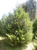 Murray Leyland Cypress Shrubs 3" Container | Fast Growing Evergreen Hedge | Cupressocyparis leylandii