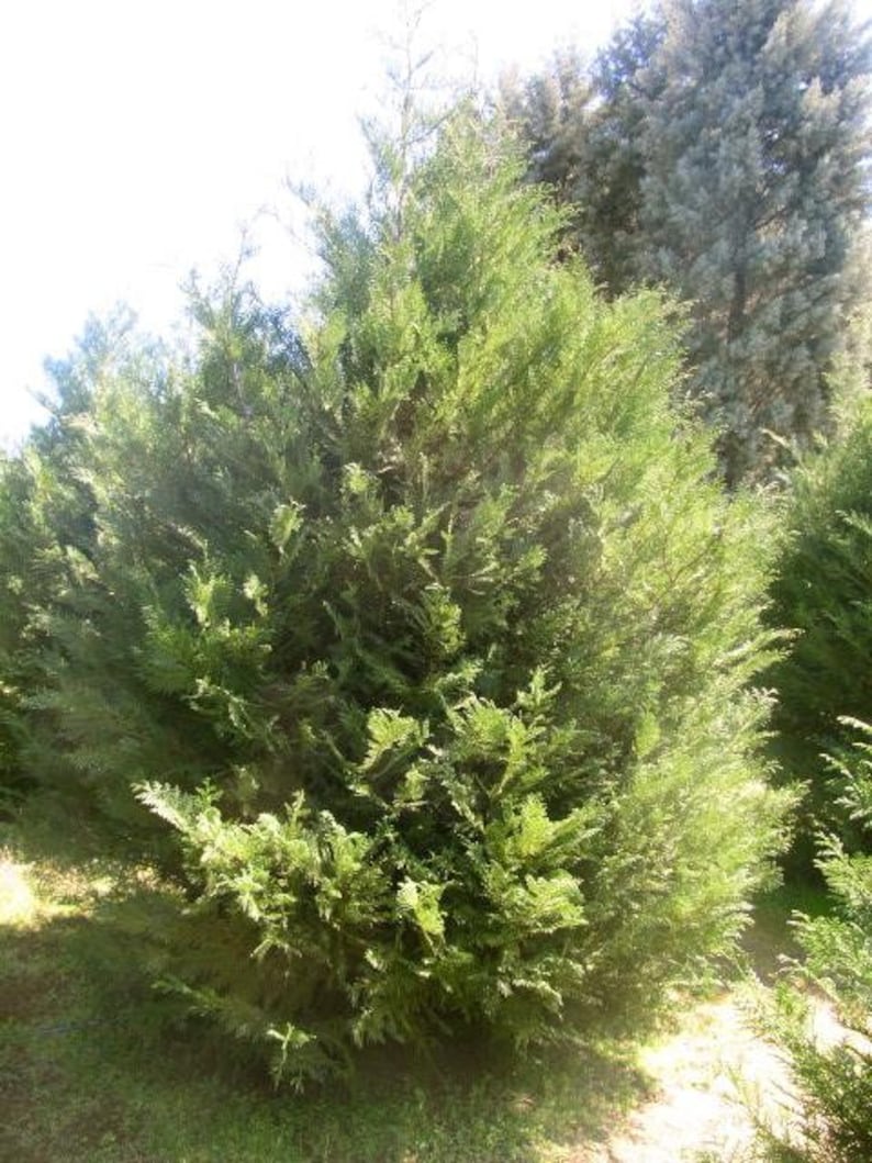Murray Leyland Cypress Shrubs 3" Containers, Evergreen Hedge, Cupressocyparis leylandii, Fast Growing Privacy Plants