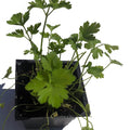 Organic Flat-leaved Parsley Plant in 2.5-inch Pot | Live Italian Petroselinum crispum Herb