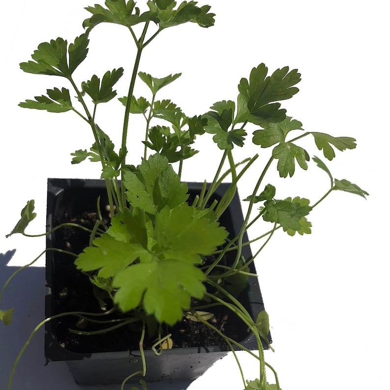 Organic Flat-leaved Parsley Plant in 2.5-inch Pot | Live Italian Petroselinum crispum Herb