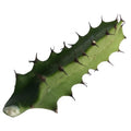 Organic Euphorbia trigona Cutting - Cathedral Cactus Propagation Plant - 1-2 Inch Succulent for Indoor Garden