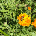 Organic Calendula Plant 2.5-Inch Pot, Calendula officinalis, Edible Flowers, Herbal Remedies, Easy to Grow