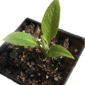 Organic Comfrey Plant 2.5-inch Pot Symphytum officinale Medicinal Herb for Pollinator Gardens & Permaculture