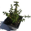Organic English Thyme Plant in 2.5-Inch Pot | Thymus vulgaris | Pesticide-Free, Aromatic Culinary Herb