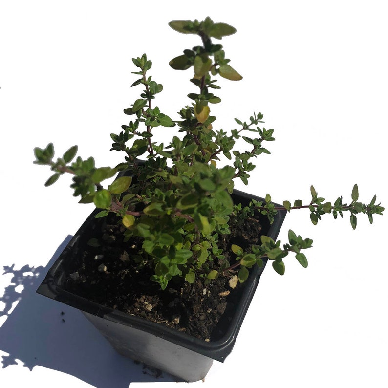Organic English Thyme Plant in 2.5-Inch Pot | Thymus vulgaris | Pesticide-Free, Aromatic Culinary Herb