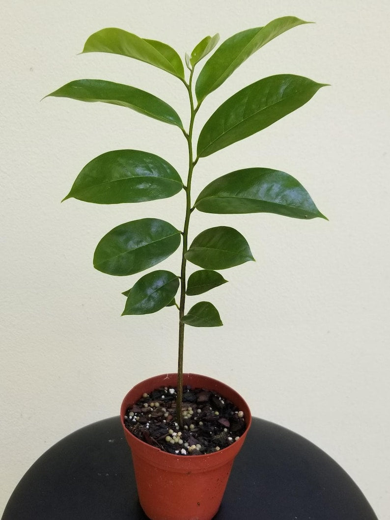Soursop Fruit Tree Seedling - 6" Annona muricata Tropical Fruit Plant for Drinks & Milkshakes