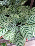 Fishbone Prayer Plant, Small Bareroot Ctenanthe burle-marxii, Easy Care Tropical Indoor Houseplant