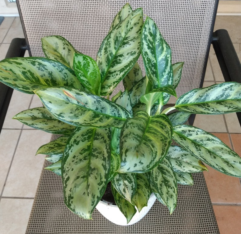 Aglaonema Golden Plant - Small Rooted Indoor Houseplant with Free Cutting - Low Maintenance, Variegated Leaves, Aglaonema commutatum
