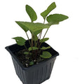 Organic Brown-eyed Susan Plant in 2.5-inch Pot, Rudbeckia triloba, Native Pollinator, Eco-Friendly, Perennial Garden Flower