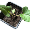 Organic Greater Burdock Plant in 2.5-inch Pot, Edible Roots & Leaves, Arctium lappa, Culinary & Medicinal Herb