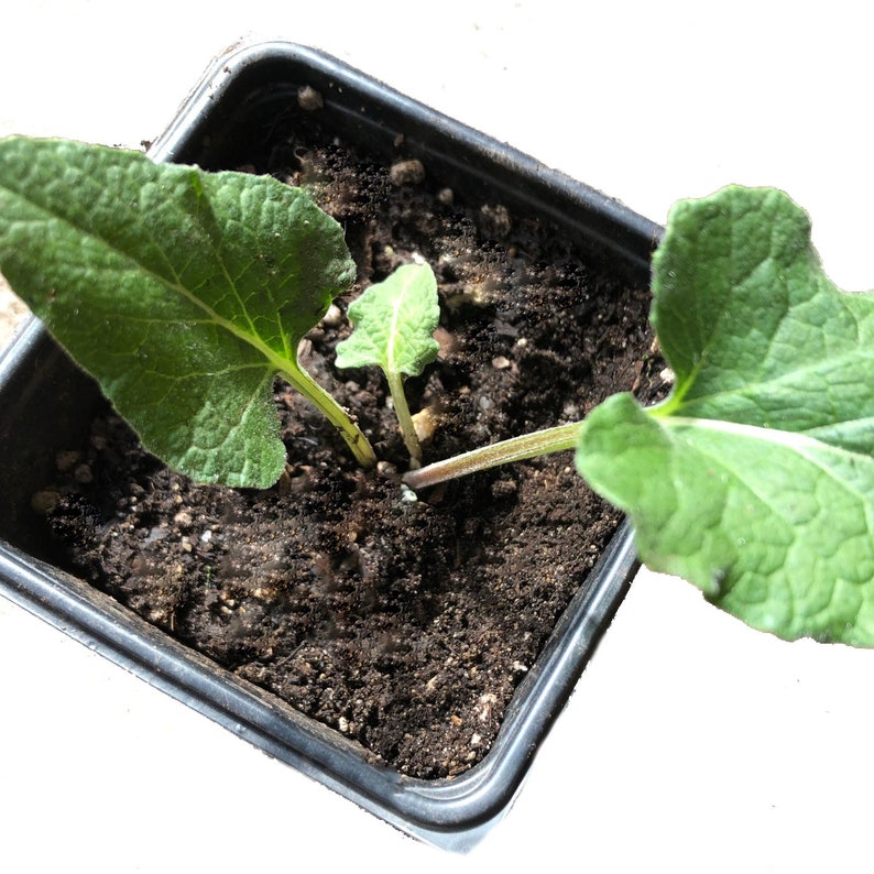 Organic Greater Burdock Plant in 2.5-inch Pot, Edible Roots & Leaves, Arctium lappa, Culinary & Medicinal Herb