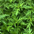 Organic Mugwort Plant in 2.5-Inch Pot - Artemisia vulgaris - Hardy Perennial Herb for Gardens & Herbal Remedies