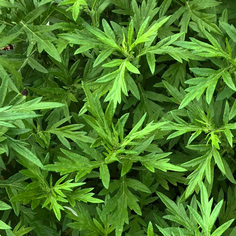 Organic Mugwort Plant in 2.5-Inch Pot - Artemisia vulgaris - Hardy Perennial Herb for Gardens & Herbal Remedies