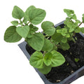 Organic Greek Oregano Plant in 2.5-Inch Pot, Live Herb, Origanum vulgare, Culinary & Kitchen Garden