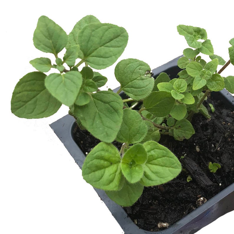 Organic Greek Oregano Plant in 2.5-Inch Pot, Live Herb, Origanum vulgare, Culinary & Kitchen Garden