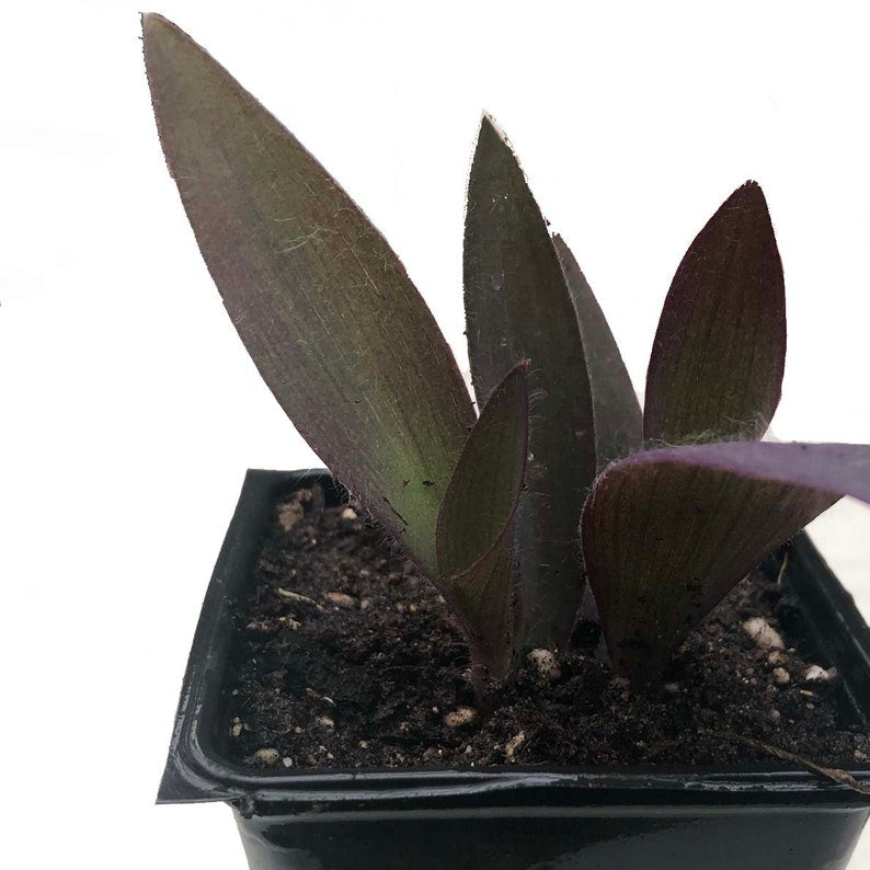 Organic Purple Heart Plant in 2.5-inch Pot | Tradescantia pallida | Easy Indoor/Outdoor Spiderwort