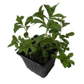 Organic Stevia Plant in 2.5-inch Pot, Stevia rebaudiana, Live Herb for Cooking & Sweetening