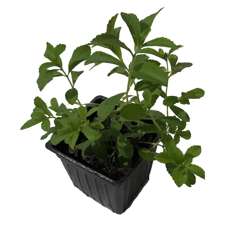 Organic Stevia Plant in 2.5-inch Pot, Stevia rebaudiana, Live Herb for Cooking & Sweetening
