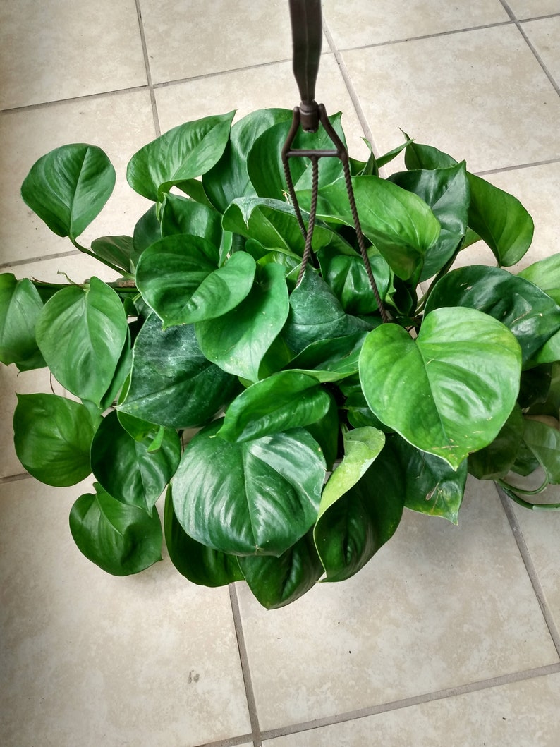 Jessenia Pothos Cutting Set - Rooted Epipremnum aureum Low Maintenance Indoor Plant with Free Mystery Cutting