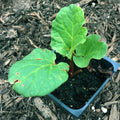 Organic Victoria Rhubarb Plant in 2.5-Inch Pot, Rheum rhabarbarum, First-Year Seedling for Garden or Container