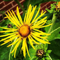 Organic Elecampane Plant 2.5-Inch Pot Inula Helenium Pesticide-Free Herb Garden
